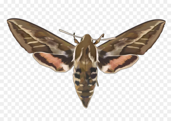 Moth Butterfly Insect wing Ant - butterfly Moth Butterfly Insect wing Ant - butterfly