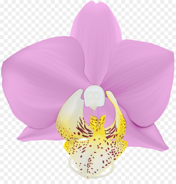 moth orchid petal pink flower violet moth orchid petal pink flower violet