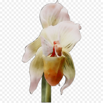 Moth orchids Cattleya orchids Cut flowers - Moth orchids Cattleya orchids Cut flowers -