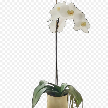Moth orchids Cut flowers Plant stem - Moth orchids Cut flowers Plant stem -
