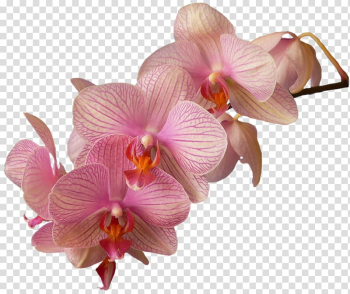 Moth orchids Dendrobium Flower, flower transparent background PNG clipart Moth orchids Dendrobium Flower, flower transparent background PNG clipart