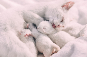 Mother cat caressing kittens Mother cat caressing kittens