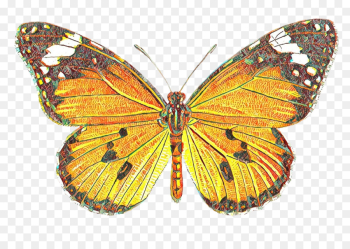 moths and butterflies butterfly cynthia (subgenus) insect brush-footed butterfly moths and butterflies butterfly cynthia (subgenus) insect brush-footed butterfly