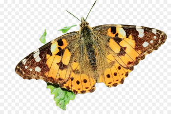 moths and butterflies butterfly cynthia (subgenus) insect brush-footed butterfly moths and butterflies butterfly cynthia (subgenus) insect brush-footed butterfly