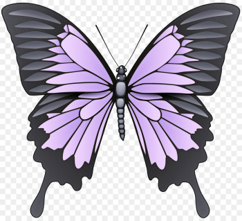 moths and butterflies butterfly insect wing swallowtail butterfly moths and butterflies butterfly insect wing swallowtail butterfly