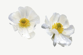 Mount Cook lilies collage element | Free PSD - rawpixel Mount Cook lilies collage element | Free PSD - rawpixel