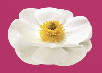 Mountain buttercup, white flower clipart | Free Photo - rawpixel Mountain buttercup, white flower clipart | Free Photo - rawpixel
