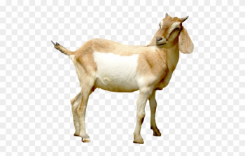 Mountain Goat Png Hd Transparent Mountain Goat Hdpng - Side View Goats Png Mountain Goat Png Hd Transparent Mountain Goat Hdpng - Side View Goats Png