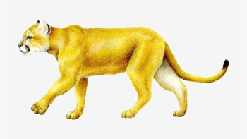 Mountain Lion, vintage illustration | Free Photo - rawpixel Mountain Lion, vintage illustration | Free Photo - rawpixel
