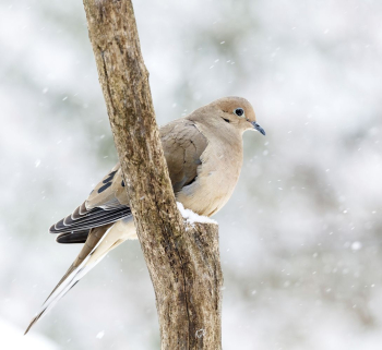 Mourning dove in snow. Free | Free Photo - rawpixel Mourning dove in snow. Free | Free Photo - rawpixel