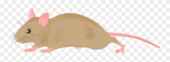 Mouse Clipart - Mouse Clipart Png Mouse Clipart - Mouse Clipart Png