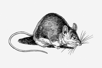 Mouse drawing, vintage animal illustration. | Free Photo - rawpixel Mouse drawing, vintage animal illustration. | Free Photo - rawpixel