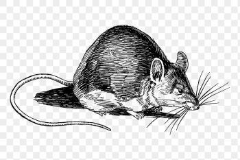 Mouse png sticker, vintage animal | Free PNG - rawpixel Mouse png sticker, vintage animal | Free PNG - rawpixel