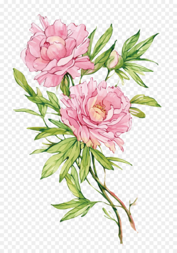 Moutan peony Flower - Vector pink peony flower Moutan peony Flower - Vector pink peony flower