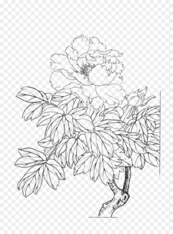 Moutan peony Gongbi Flower Painting - peony Moutan peony Gongbi Flower Painting - peony