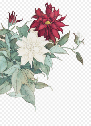 Moutan peony Paeonia lactiflora Red - Red peony white peony Moutan peony Paeonia lactiflora Red - Red peony white peony