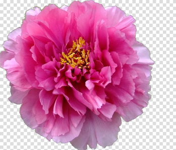 Moutan peony , Peony flower transparent background PNG clipart Moutan peony , Peony flower transparent background PNG clipart