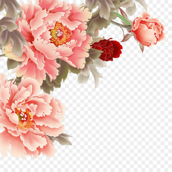 Moutan peony Pink flowers - peony Moutan peony Pink flowers - peony