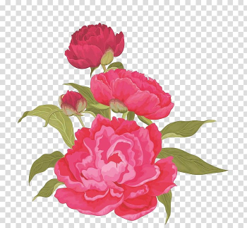 Moutan peony Pink , Red peony flowers transparent background PNG clipart Moutan peony Pink , Red peony flowers transparent background PNG clipart