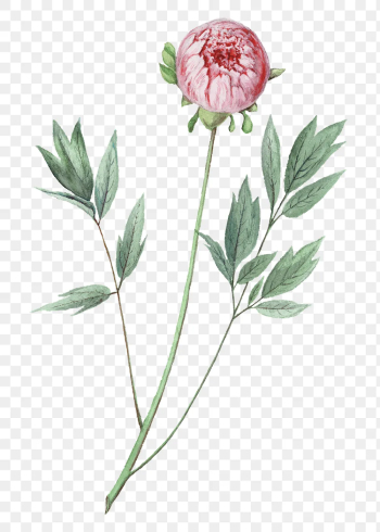 Moutan peony png clip art, | Free PNG Sticker - rawpixel