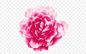 Moutan peony Watercolor painting - Peony Moutan peony Watercolor painting - Peony