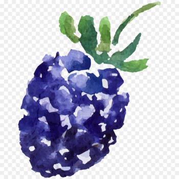 Mulberry Image Fruit Portable Network Graphics - blue fruit Mulberry Image Fruit Portable Network Graphics - blue fruit