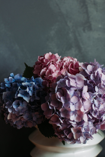 Multi-colored Hydrangeas Multi-colored Hydrangeas