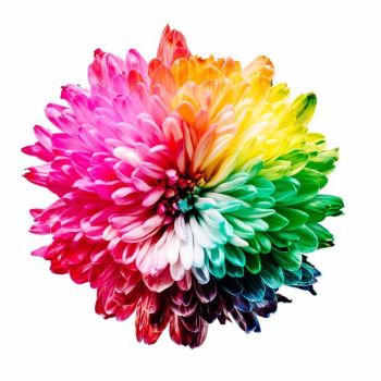 multicolored flower illustration multicolored flower illustration