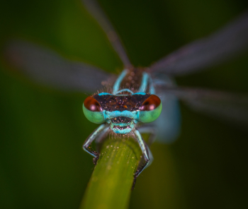 Multicolored Winged Insect Multicolored Winged Insect