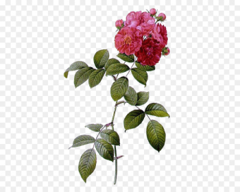 Multiflora rose Les roses French rose Beach rose Shining rose - flower 