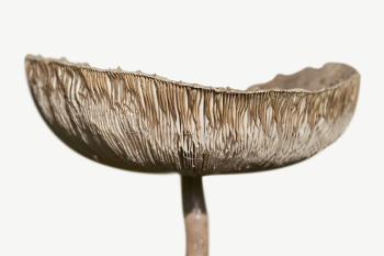 Mushroom collage element psd | Free PSD - rawpixel Mushroom collage element psd | Free PSD - rawpixel