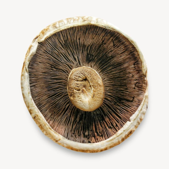Mushroom inside macro image | Free Photo - rawpixel Mushroom inside macro image | Free Photo - rawpixel