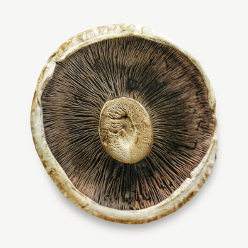 Mushroom inside macro isolated psd | Free PSD - rawpixel Mushroom inside macro isolated psd | Free PSD - rawpixel