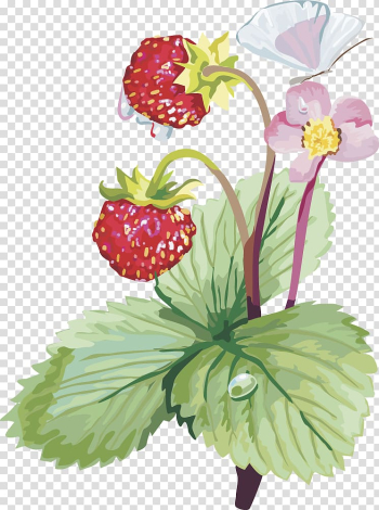 Musk strawberry , strawberry fruit transparent background PNG clipart Musk strawberry , strawberry fruit transparent background PNG clipart