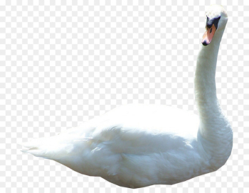 Mute swan Duck Goose Bird Image - duck Mute swan Duck Goose Bird Image - duck