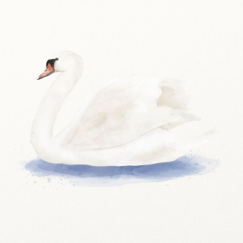 Mute swan watercolor illustration, cute | Free Photo Illustration - rawpixel Mute swan watercolor illustration, cute | Free Photo Illustration - rawpixel
