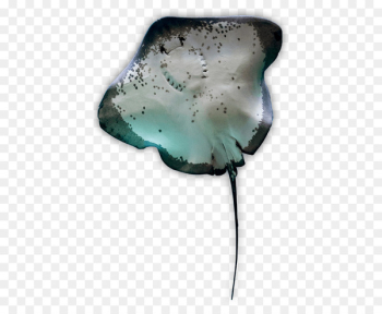 Myliobatoidei Batoidea Atlantic stingray Manta ray Shark - sting ray 