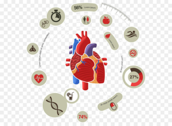 Myocardial infarction Heart Cardiovascular disease Symptom - Medical Biology Innovation Chart Vector 