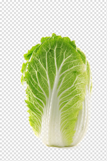 Napa cabbage Vegetable Chinese cabbage Food, Chinese cabbage transparent background PNG clipart