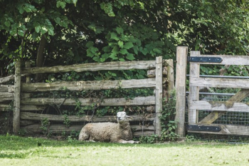 Napping Sheep Napping Sheep