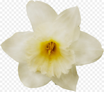 Narcissus Cattleya orchids Moth orchids - Narcissus Cattleya orchids Moth orchids -