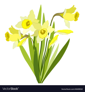 narcissus isolated of yellow spring