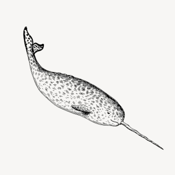 Narwhal clipart, vintage sea life | Free Vector - rawpixel
