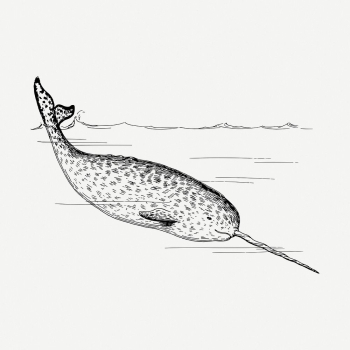 Narwhal drawing, sea animal vintage | Free PSD - rawpixel Narwhal drawing, sea animal vintage | Free PSD - rawpixel