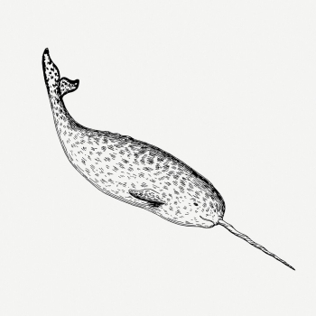 Narwhal drawing, sea animal vintage | Free PSD - rawpixel Narwhal drawing, sea animal vintage | Free PSD - rawpixel