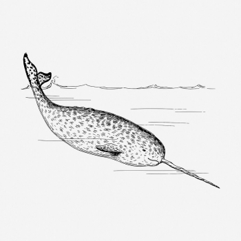 Narwhal drawing, vintage sea animal | Free Photo - rawpixel Narwhal drawing, vintage sea animal | Free Photo - rawpixel