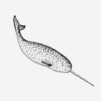 Narwhal drawing, vintage sea animal | Free Photo - rawpixel Narwhal drawing, vintage sea animal | Free Photo - rawpixel