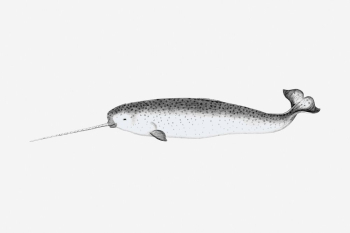 Narwhal drawing, vintage sea animal | Free Photo - rawpixel Narwhal drawing, vintage sea animal | Free Photo - rawpixel