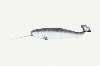 Narwhal drawing, vintage sea animal | Free PSD - rawpixel Narwhal drawing, vintage sea animal | Free PSD - rawpixel