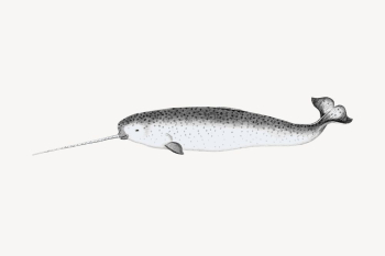 Narwhal drawing, vintage sea animal | Free Vector - rawpixel Narwhal drawing, vintage sea animal | Free Vector - rawpixel